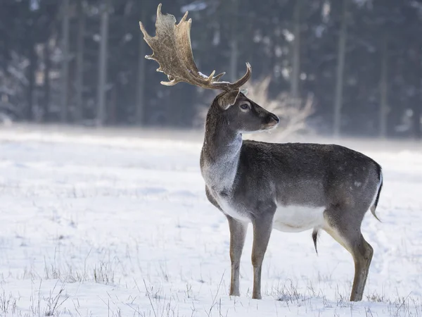 Gevlekte Damherten Het Winterlandschap Tsjechië — Stockfoto