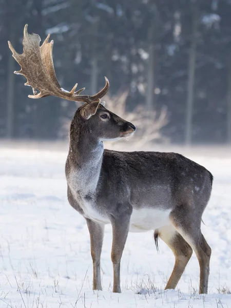 Spotted fallow deer in winter landscape, Czech republic.