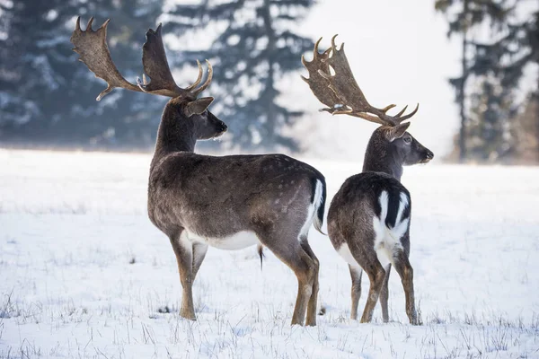 チェコ共和国の冬の風景の中に発見された休閑鹿 — ストック写真