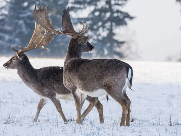 Gevlekte Damherten Het Winterlandschap Tsjechië — Stockfoto