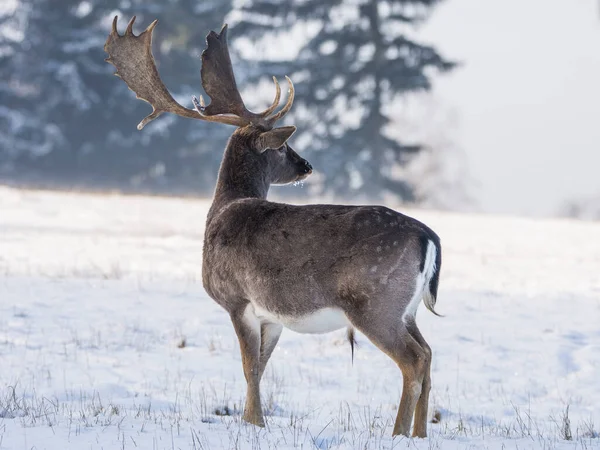 チェコ共和国の冬の風景の中に発見された休閑鹿 — ストック写真