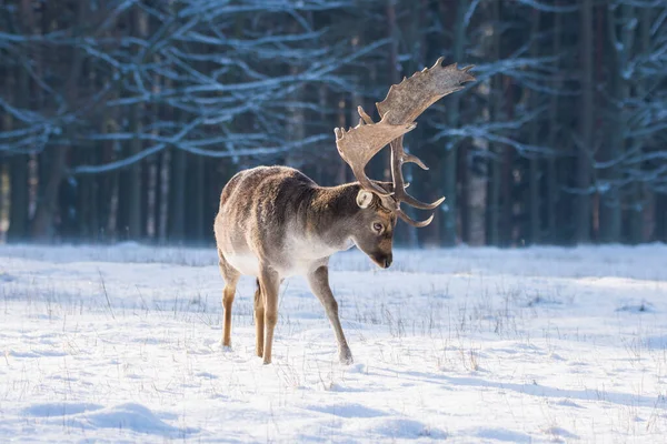 Gevlekte Damherten Het Winterlandschap Tsjechië — Stockfoto