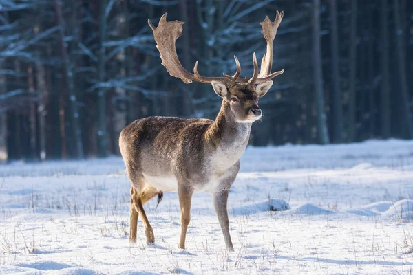 Cerf Tacheté Jachère Dans Paysage Hivernal République Tchèque — Photo