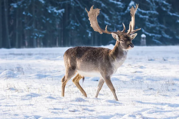 Gevlekte Damherten Het Winterlandschap Tsjechië — Stockfoto