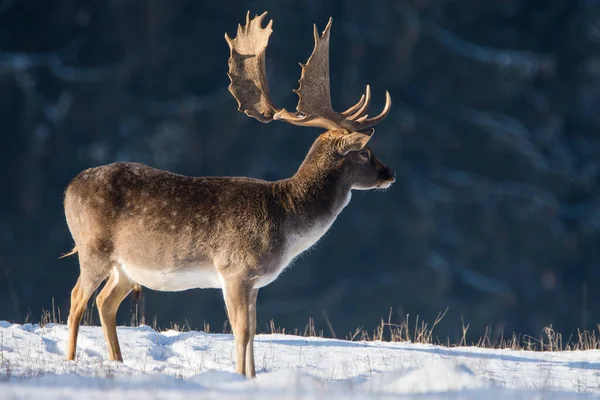 Spotted fallow deer in winter landscape, Czech republic.