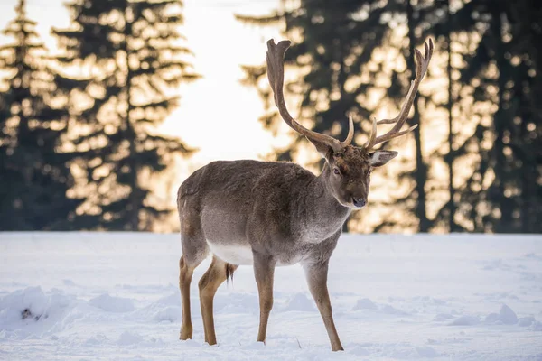 Cervo Maculato Nel Paesaggio Invernale Repubblica Ceca — Foto Stock