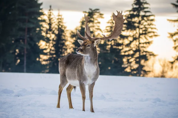 捷克共和国冬季风景中的小鹿斑点 — 图库照片
