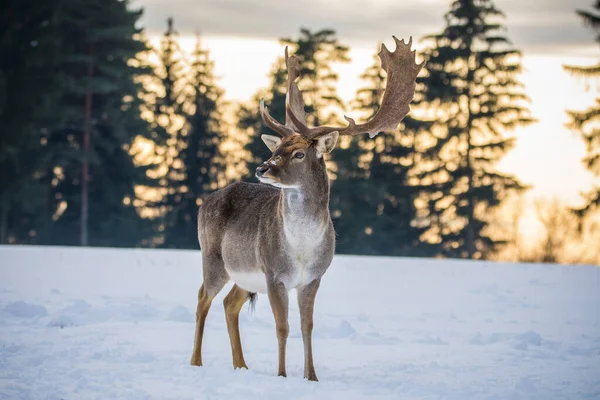 Gevlekte Damherten Het Winterlandschap Tsjechië — Stockfoto