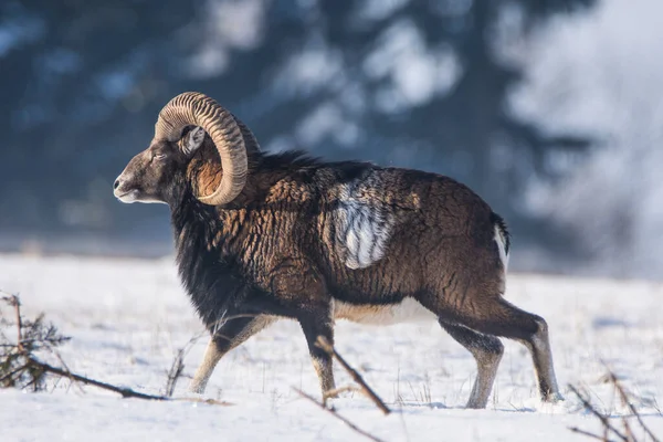 Mouflons Européens Dans Neige — Photo