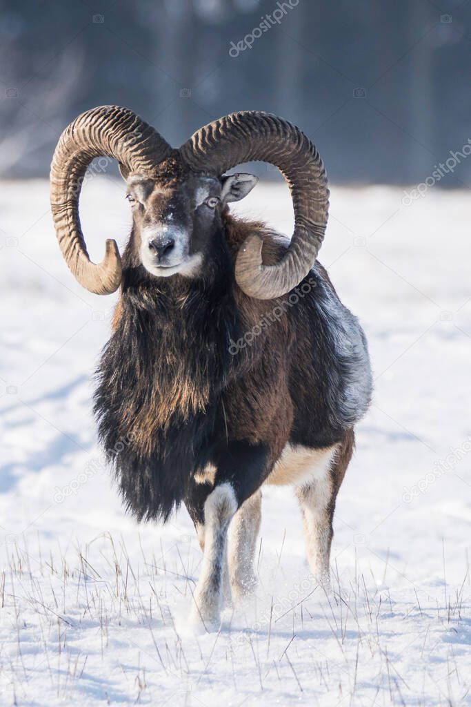 European mouflons in the snow