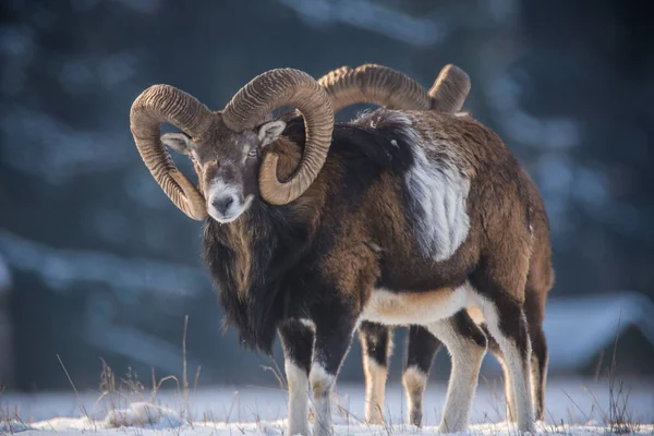 Mouflons Européens Dans Neige — Photo