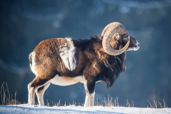 Mouflons Européens Dans Neige — Photo