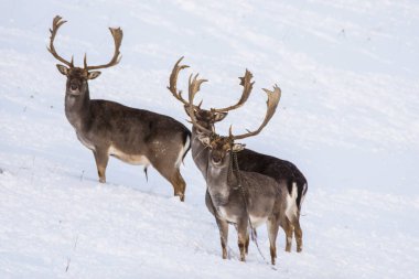 Kış manzarasında Avrupa geyiği