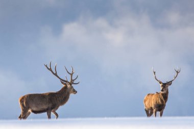 Kış manzarasında Avrupa geyiği