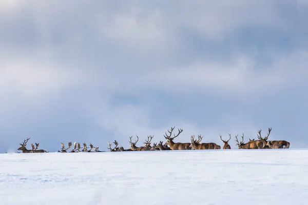 Kış Manzarasında Avrupa Geyiği — Stok fotoğraf