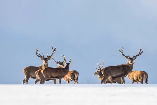 Ciervo Europeo Paisaje Invernal —  Fotos de Stock