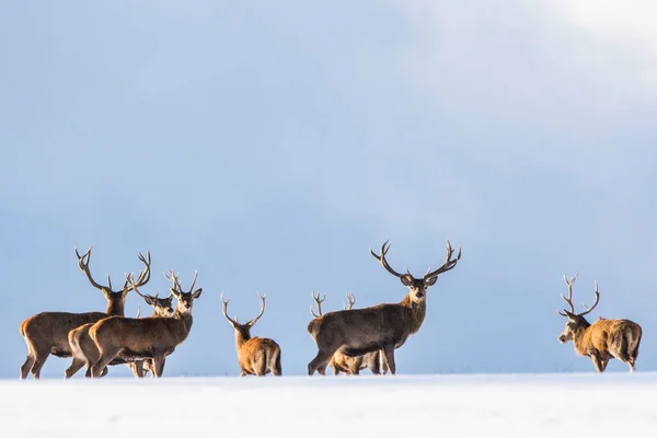 Kış Manzarasında Avrupa Geyiği — Stok fotoğraf