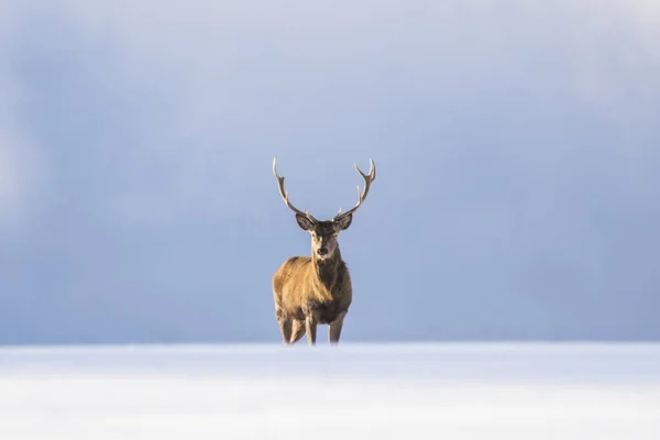 冬景色のヨーロッパの鹿 — ストック写真