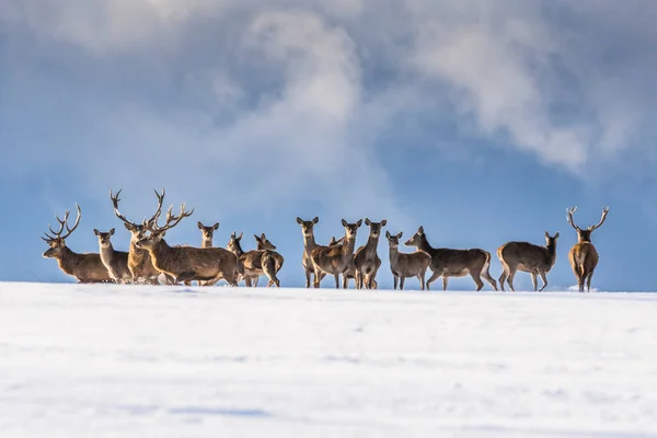 Ciervo Europeo Paisaje Invernal —  Fotos de Stock