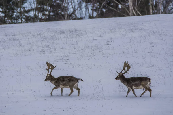 European Deer Winter Landscape — Stock Photo, Image