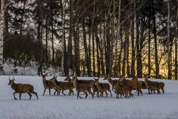 European Deer Winter Landscape — Stock Photo, Image