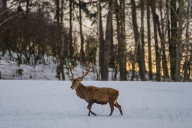 Kış manzarasında Avrupa geyiği