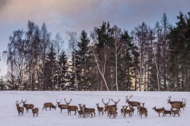Kış manzarasında Avrupa geyiği
