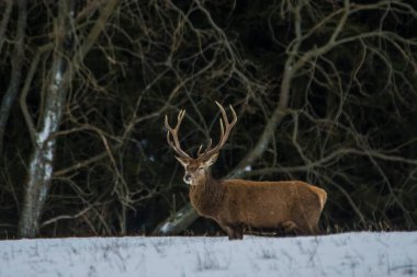 Kış manzarasında Avrupa geyiği