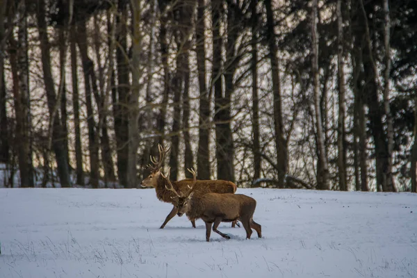 Veado Europeu Paisagem Inverno — Fotografia de Stock