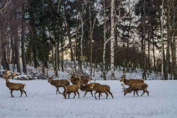 European Deer Winter Landscape — Stock Photo, Image