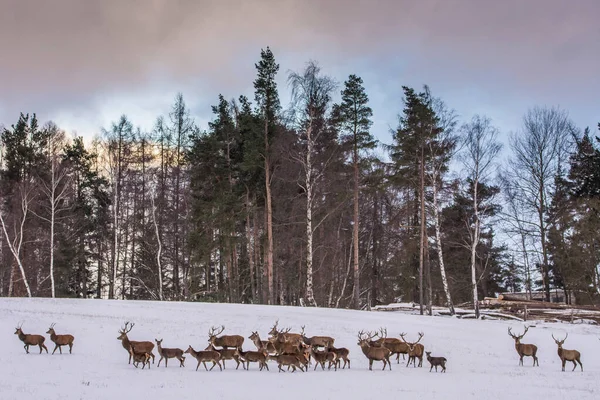 European Deer Winter Landscape — Stock Photo, Image