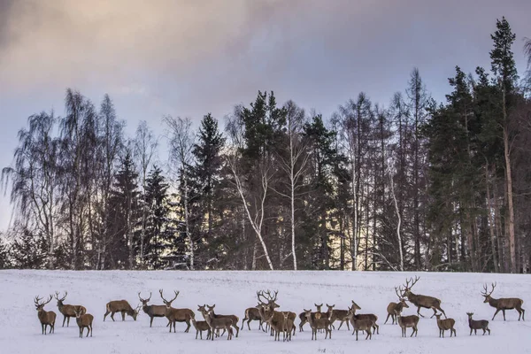 European deer in winter landscape