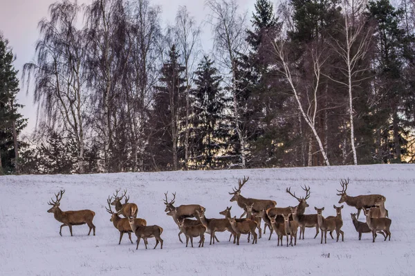 European Deer Winter Landscape — Stock Photo, Image