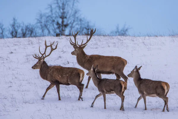 European Deer Winter Landscape — Stock Photo, Image