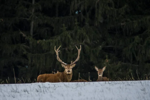 冬景色のヨーロッパの鹿 — ストック写真