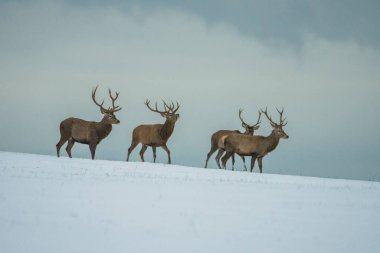Kış manzarasında Avrupa geyiği