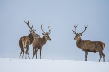 Kış manzarasında Avrupa geyiği