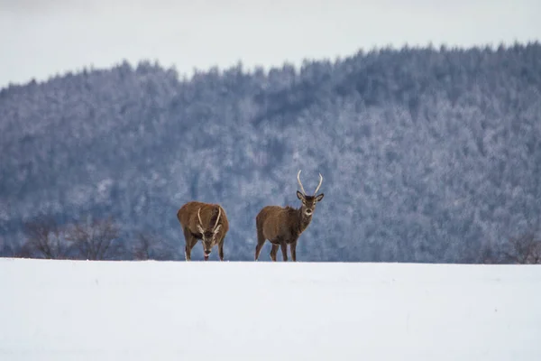 冬季景观中的欧洲鹿 — 图库照片