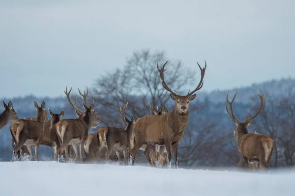 Europees Hert Winterlandschap — Stockfoto