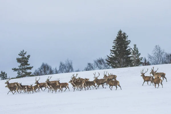 European Deer Winter Landscape — Stock Photo, Image