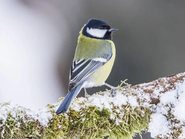 Great Tit Parus Major Branch Overgrown Moss Frost Midlands Winter — Stock fotografie