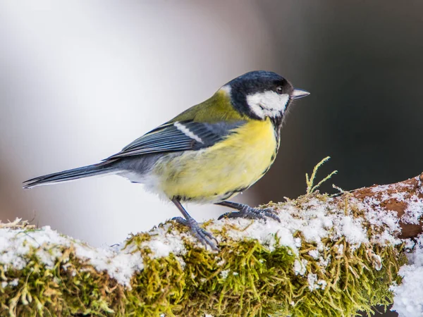 Kohlmeise Parus Major Auf Mit Moos Bewachsenem Ast Bei Frost — Stockfoto