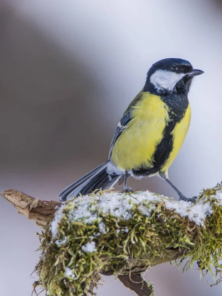 Great tit Parus major, on branch overgrown with moss in frost, Midlands, winter