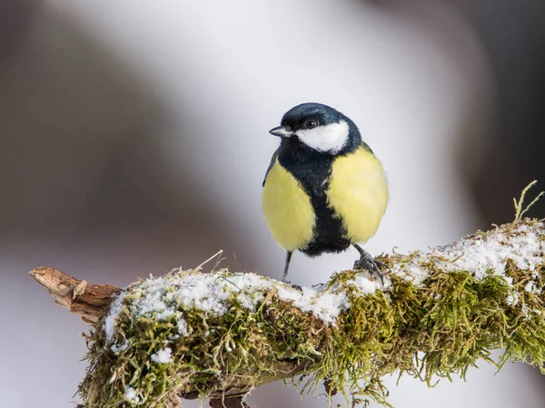 Great Tit Parus Major Branch Overgrown Moss Frost Midlands Winter — Stock fotografie