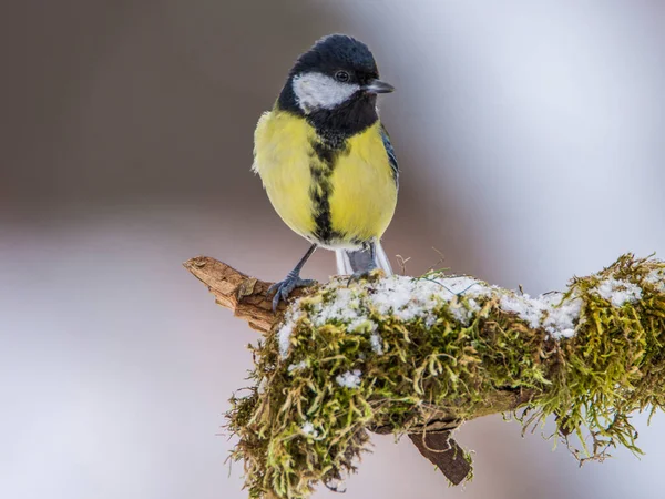 Great Tit Parus Major Branch Overgrown Moss Frost Midlands Winter — Stock fotografie