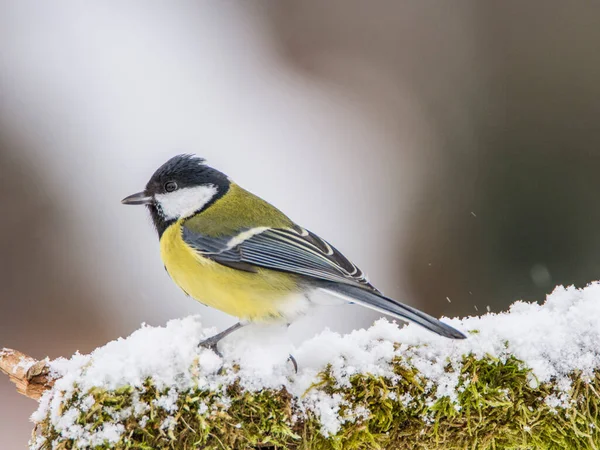 Kohlmeise Parus Major Auf Mit Moos Bewachsenem Ast Bei Frost — Stockfoto