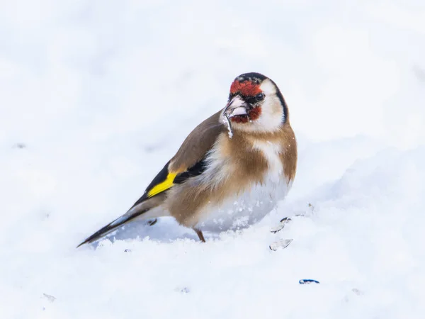 Stieglitz Hockt Morgens Schneebedeckter Landschaft — Stockfoto