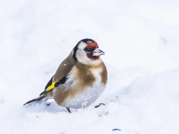 Goldfinch perching during morning in snow covered landscape