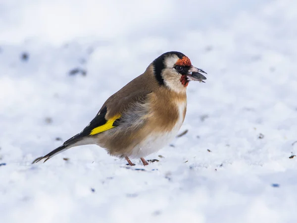 Stieglitz Hockt Morgens Schneebedeckter Landschaft — Stockfoto