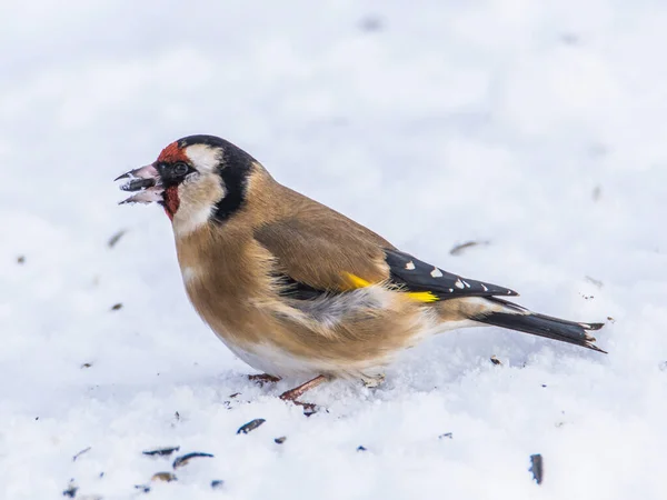 Stieglitz Hockt Morgens Schneebedeckter Landschaft — Stockfoto